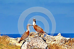 Blue Footed Booby on Isla Isabel photo